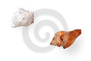 Two dried empty shells of marine gastropod Rapana