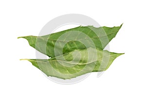 Two dried neem leaf isolated