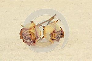 two dried roses on textured paper