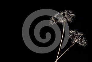 Two dried twigs of ambelliferous plant on dark background