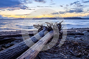 Two driftwood logs at sunset