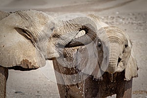 Two drinking desert elephants