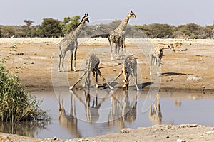 Two drinking giraffes
