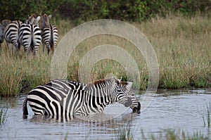 Two drinking zebras