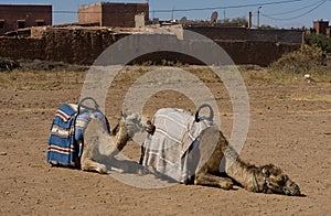 Two dromadery camels