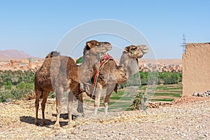 Two dromedaries on an oasis background