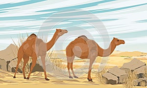 Two dromedary Arabian camels walks through a desert with dunes and stones