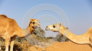 Two dromedary camels (Camelus dromedarius) in a desert farm in Al Digdaga, UAE.