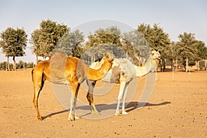 Two dromedary camels Camelus dromedarius standing on sand in a desert farm, UAE