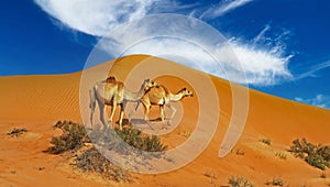 Two dromedary in isolated arabian Oman desert