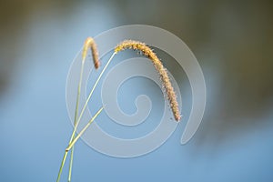 Two drooping sedge plants near a river