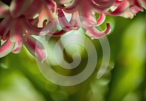 Two drops of water on a flower petal on a dark background. Close-up,