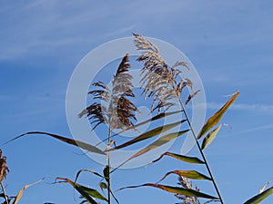 Two dry erupted reeds weigh in the wind,