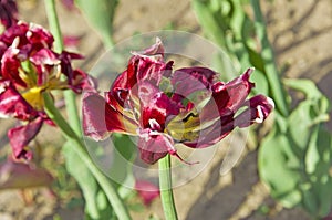 Two dry purple-yellow tulip Tulipa close up..in the city garden