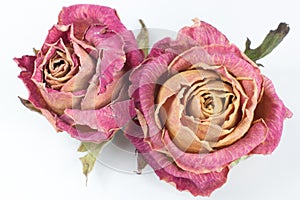 Two dry red rose buds with sepals on a white background.
