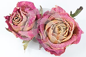 Two dry red rose buds with sepals on a white background