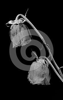 Two dry rose monochrome