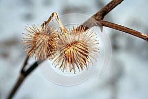 Two dry thistles are on a frozen branch in winter