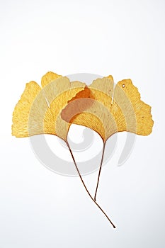 two dry yellow beautiful leaves of ginkgo biloba on a white background