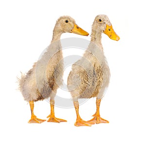 Two duck
