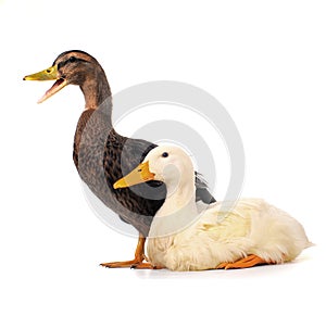 Two duck