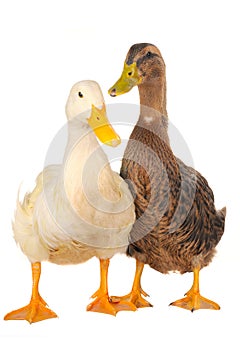 Two duck