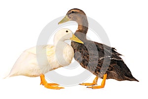 Two duck