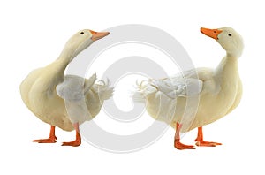 Two duck