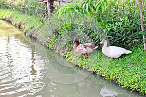 Two duck on the bank