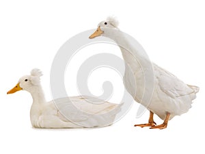 Two ducks isolated