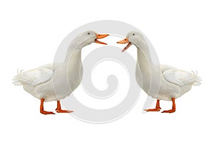 Two ducks isolated
