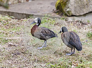 two duck in Jihlava ZOO, Czech Republic