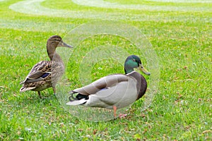 Two duck mallards on green grass