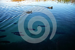 Two duck swimming in a clear lake with a fish.
