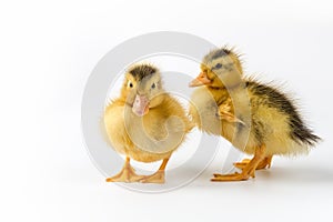 Two ducklings closeup isolated