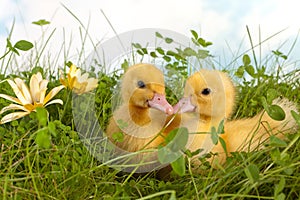 Two ducklings in grass