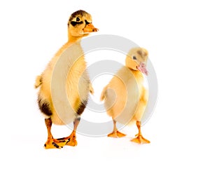 Two ducklings isolated