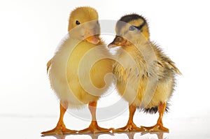 Two ducklings isolated on white