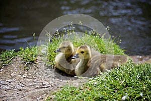 Two ducklings restinng by a stream