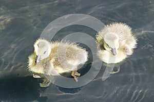 Two ducklings swim in pond, Washington D.C. in springtime in National Arboretum