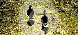 Two Ducklings Walking on Ice
