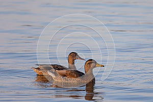 Two ducks (anatidae) swimming on blue colored water