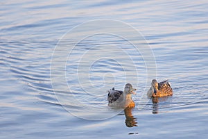Two ducks (anatidae) swimming on blue colored water and cackle