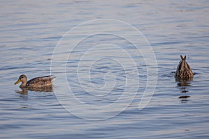 Two ducks (anatidae) swimming on blue colored water, one with its head dipped into the water