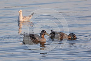 Two ducks (anatidae) swimming on blue colored water, one with its head dipped into the water