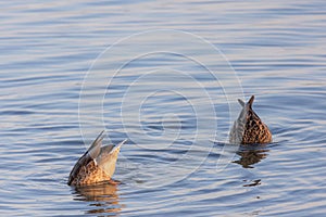 Two ducks (anatidae) swimming and diving into the water