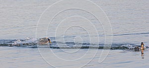 Two ducks (anatidae) swimming in a lake chasing each other