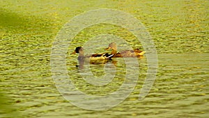 Two ducks bathing in autumn lake