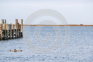 Two ducks on the bay