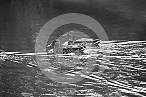 Two ducks on calm pond